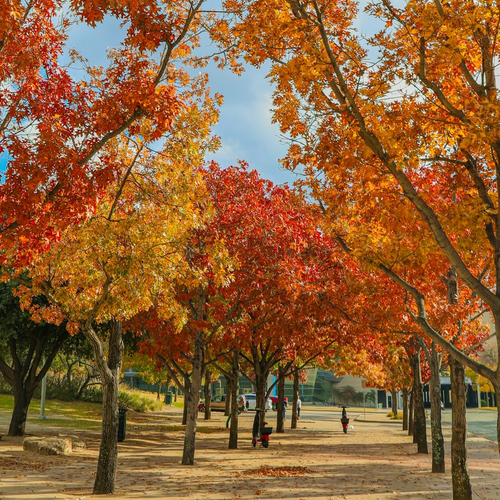 Annual Events: The Must-See Events & Festivals in Dallas | Visit Dallas