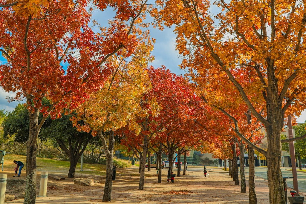 Top Things to Do in October in Dallas | Fall 2024 Events & Attractions ...