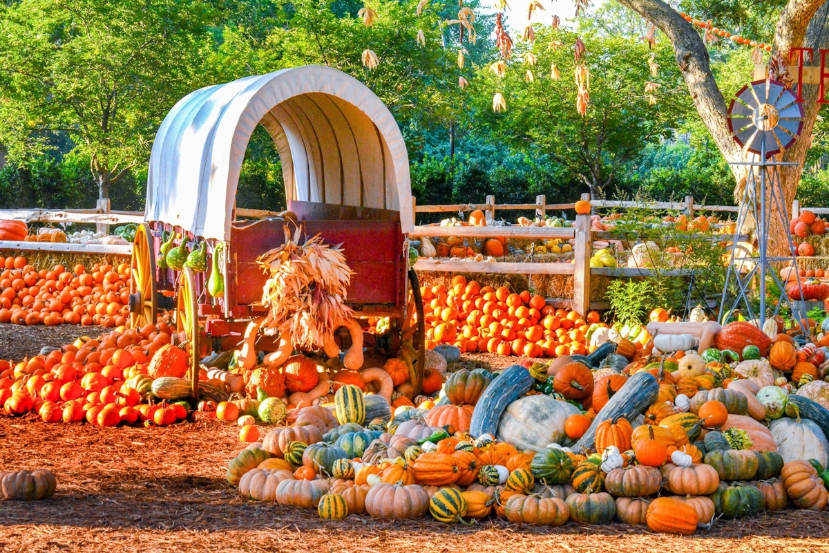 Top Things to Do in October in Dallas | Fall 2024 Events & Attractions ...